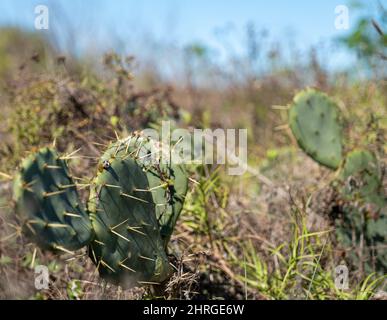 Lebende Kaktuspflanzen stehen in der Nähe in wilder Natur und konzentrieren sich gezielt auf einen sonnigen Tag mit blauem Himmel. Stockfoto