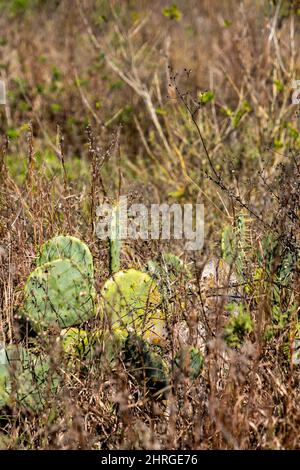 Lebende Kaktuspflanzen und andere Vegetation in wilder natürlicher Umgebung mit selektivem Fokus und geringer Tiefenschärfe. Stockfoto