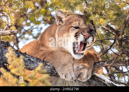 Ein männlicher Puma zischt von oben in einem Baum, während Wildtierbiologen versuchen, die große Katze zu werfen, um im Yellowstone National Park, Wyoming, zu überprüfen und zu markieren. Stockfoto