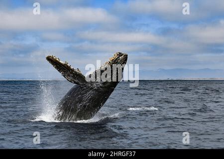 Buckelwal, Megaptera novaeangliae, Kälberbreaching, Monterey Bay National Marine Sanctuary, Kalifornien, USA ( Ostpazifischer Ozean ) Stockfoto