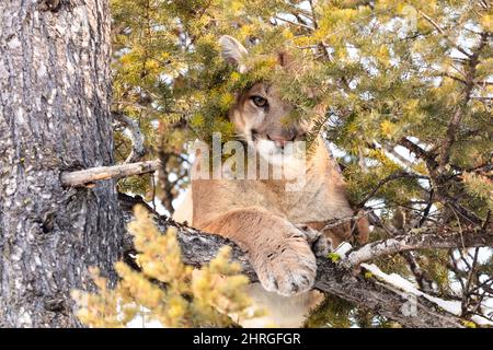 Ein männlicher Puma zischt von oben in einem Baum, während Wildtierbiologen versuchen, die große Katze zu werfen, um im Yellowstone National Park, Wyoming, zu überprüfen und zu markieren. Stockfoto