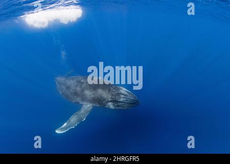 Neugieriger junger Buckelwal, Megaptera novaeangliae, mit teilweise geöffnetem Mund, mit am Oberkiefer hängender Baleen-Platte, Kona, Hawaii Stockfoto