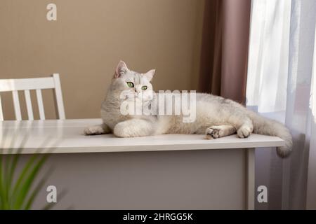 Eine luxuriöse weiße britische Katze liegt auf einem weißen Tisch im Zimmer am Fenster Stockfoto
