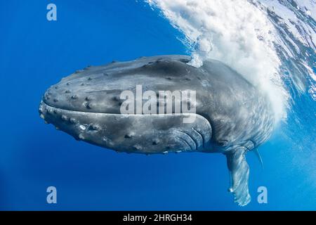 Neugierige junge Buckelwale, Megaptera novaeangliae, die eine Blasenblase auslöst, Nordkona, Hawaii, USA ( Zentralpazifischer Ozean ) Stockfoto