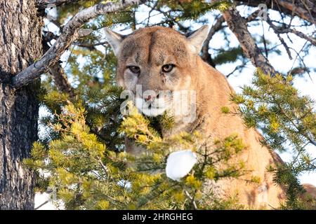 Ein männlicher Puma zischt von oben in einem Baum, während Wildtierbiologen versuchen, die große Katze zu werfen, um im Yellowstone National Park, Wyoming, zu überprüfen und zu markieren. Stockfoto