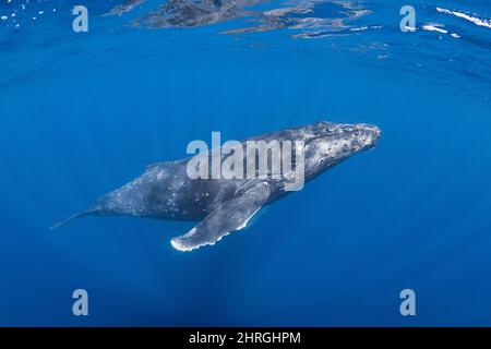 Neugierige junge Buckelwale, Megaptera novaeangliae, Nordkona, Hawaii, USA ( Zentralpazifischer Ozean ) Stockfoto