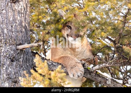 Ein männlicher Puma zischt von oben in einem Baum, während Wildtierbiologen versuchen, die große Katze zu werfen, um im Yellowstone National Park, Wyoming, zu überprüfen und zu markieren. Stockfoto