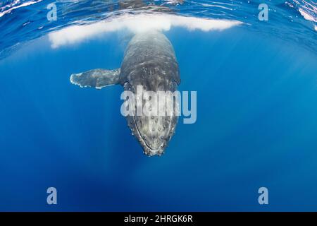 Neugierige junge Buckelwale, Megaptera novaeangliae, Nordkona, Hawaii, USA ( Zentralpazifischer Ozean ) Stockfoto