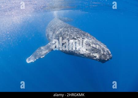 Neugierige junge Buckelwale, Megaptera novaeangliae, Nordkona, Hawaii, USA ( Zentralpazifischer Ozean ) Stockfoto