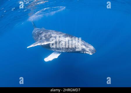 Neugierige Jungtiere des Buckelwals, Megaptera novaeangliae, mit Eichelhähnchen auf der Unterseite des Unterkiefers, Kona, Hawaii, USA, Pazifischer Ozean Stockfoto