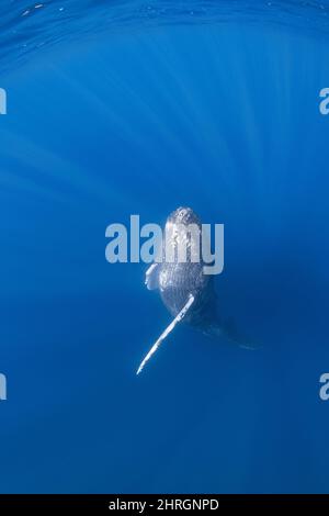 Neugierige junge Buckelwale, Megaptera novaeangliae, die aus der Tiefe aufsteigen, Nordkona, Hawaii, USA ( Zentralpazifischer Ozean ) Stockfoto