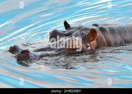 Hippo im Wasser, geschlossene Augen, hervorstehende Nase, Augen und Ohren aus dem Wasser. Grenzfluss Kwando, Botswana, Namibia, Afrika. Stockfoto