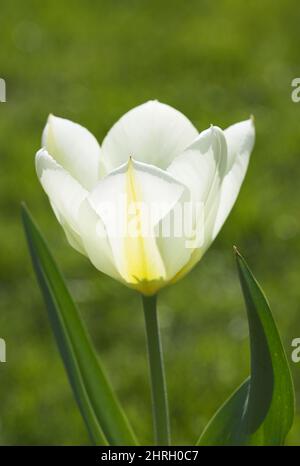 Tulpen - Schönheiten des Frühlings. Tulpen im Frühling. Stockfoto