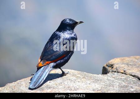 Afrikanischer Rotflügelstar (Onychognathus morio), der auf einem Felsen im Table Mountain National Park oberhalb von Kapstadt thront. Rückansicht eines Teils der roten Flügel. S Stockfoto