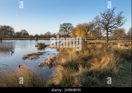 Nur ein Blick auf den Mond mit Blick auf den buschigen Heron-Teich Park Surrey am frühen Morgen Ende Februar Stockfoto