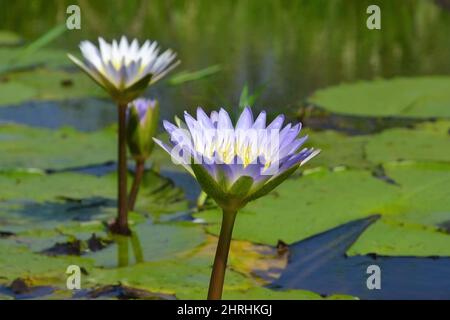 Blühende Seerosenblüten, große Blätter liegen an der Oberfläche, Okavango Delta, Moremi Game Reserve, Botsvana, Afrika. Stockfoto