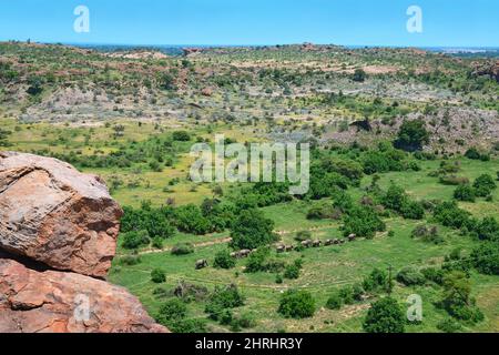 Landschaft mit Elefantenherden, Erwachsenen und Jungen auf dem Elefantenpfad, Blick vom Felsen im Mapungubwe National Park, Südafrika. Stockfoto