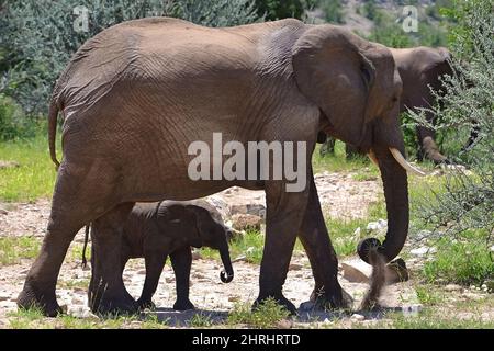 Elefantenweibchen mit Jungtier im Mapungubwe National Park, Südafrika. Stockfoto