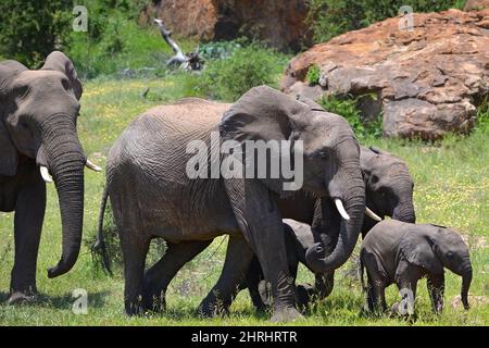 Herde erwachsener Elefanten mit Jungen im Mapungubwe National Park, Südafrika. Stockfoto