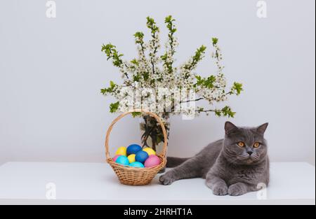 Britische Katze und Ostereier in einem Korb auf weißem Hintergrund. Osterkomposition mit einer niedlichen Katze. Speicherplatz kopieren. Stockfoto