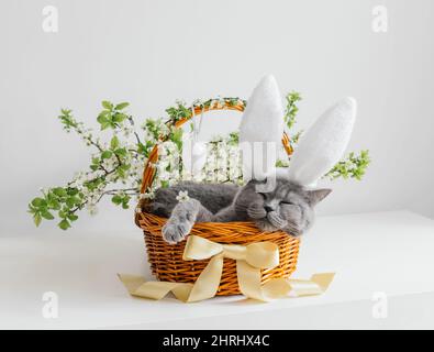 Osterkatze mit Hasenohren schläft in einem Korb auf weißem Hintergrund. Osterkomposition mit einer niedlichen britischen Kurzhaarkatze. Lustige Haustiere. Stockfoto