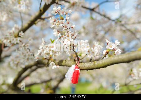 Bulgarische Martenitsa gebunden an einen Kirschbaum Zweig. Symbol der nationalen bulgarischen Tradition. Bossoming Kirschbaum an sonnigen Tag im März. Stockfoto