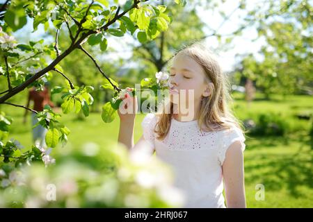 Entzückende junge Mädchen in blühenden Apfelbaum Garten am schönen Frühlingstag. Niedliches Kind pflücken frische Apfelbaumblumen im Frühjahr. Stockfoto