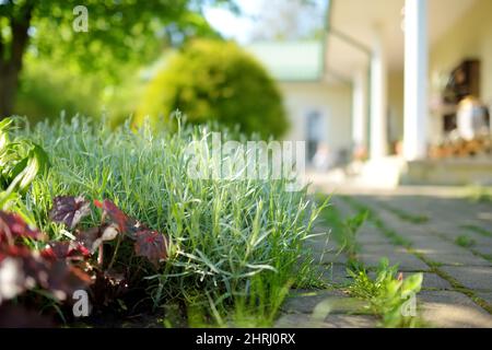 Zarte grüne Blätter von cerastium, gemeinhin als Mausohr-Kicherkraut auf einem Blumenbeet im Garten bezeichnet. Bodendeckpflanzen für den Garten. Natürlicher Hintergrund Stockfoto