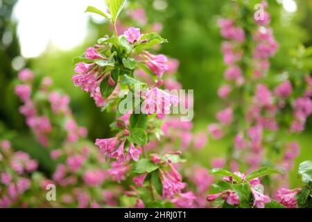 Nahaufnahme der rosa Blüten der Weigela. Leuchtend rosa Blüten von Weigela im Sommer. Blumen und Knospen auf grünem Hintergrund. Stockfoto