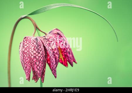 Nahaufnahme einer bedrohten wilden Schachblume (Fritillaria meleagris) oder eines Schlangenkopffritillars. Gefährdete wilde Schachblume auf einer Wiese. Stockfoto