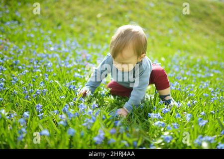 Liebenswert Kleinkind Junge spielt in scilla Blumen blühen im Park im Frühjahr. Schöne blaue Frühlingsblumen an einem sonnigen Tag. Stockfoto