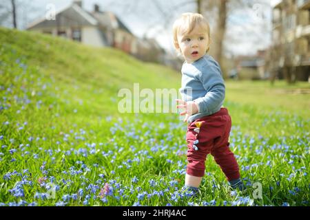 Liebenswert Kleinkind Junge spielt in scilla Blumen blühen im Park im Frühjahr. Schöne blaue Frühlingsblumen an einem sonnigen Tag. Stockfoto