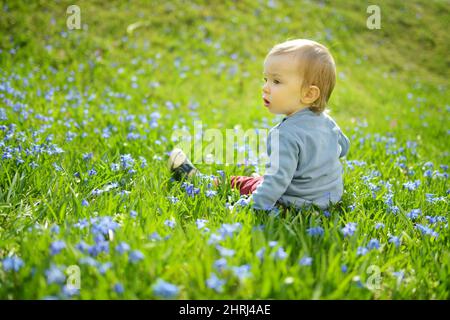 Liebenswert Kleinkind Junge spielt in scilla Blumen blühen im Park im Frühjahr. Schöne blaue Frühlingsblumen an einem sonnigen Tag. Stockfoto