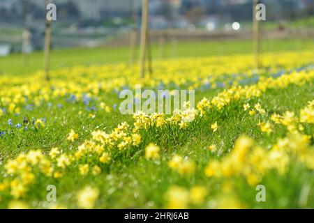 Reihen von schönen gelben Narzissen und blauen Scillas blühen am Frühlingstag. Narzissen und Holzschnitzel blühen in Vilnius, Litauen. Stockfoto