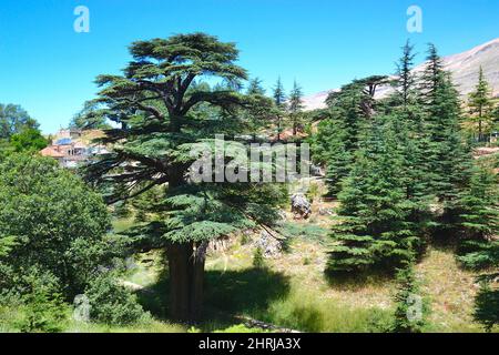 Libanesische Zeder. Cedar of God, in Bsharri gelegen, ist einer der letzten Überreste der riesigen Wälder der libanesischen Zeder, die einst über den Mount Le blühten Stockfoto