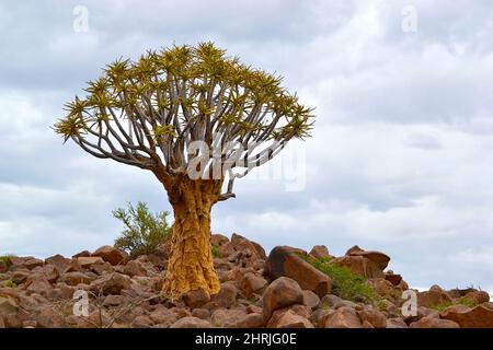 Waldköcher (Aloe dichotoma) wächst zwischen großen Granitsteinen, Keetmanshoop, Namibia. Stockfoto