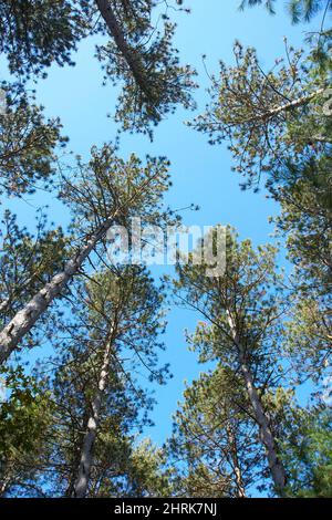 Kettle Moraine State Park Southern Unit Stockfoto