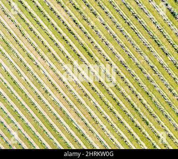 Luftaufnahme des Weinbergs bei Duck Walk Vineyards in Water Mill, NY Stockfoto