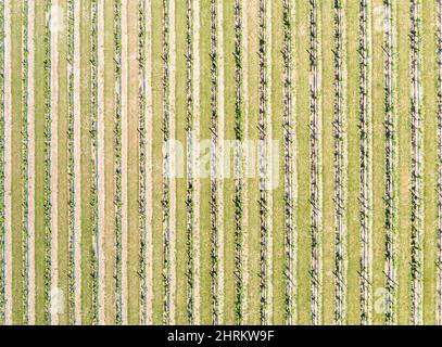 Luftaufnahme des Weinbergs bei Duck Walk Vineyards in Water Mill, NY Stockfoto
