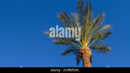 Niedriger Engelsblick auf eine Palme im Resortstil mit dunkelblauem Himmel Stockfoto