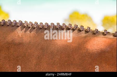 Detailbild einer geflochtenen Pferdemähe Stockfoto