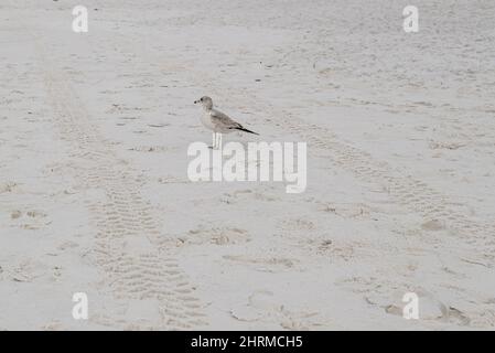 Seevögelchen, die auf einem Sandstrand stehen und Spuren von Autoreifen sichtbar daneben in Miramar Beach, FL Stockfoto