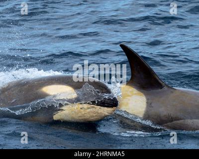 Typ B2 Killerwal, Orcinus Orca im Weddellmeer, Antarktis Stockfoto