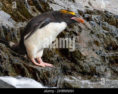 Makkaroni-Pinguin, Eudytes chrysolophus, auf der Südgeorgien-Insel Stockfoto