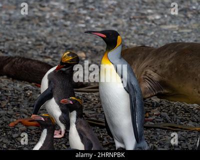 Makkaroni-Pinguin, Eudyptes chrysolophus, mit Königspinguin auf der Südgeorgien-Insel Stockfoto