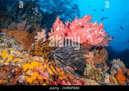 Klunzingers Soft Coral, Dendronephthya klunzingeri und Bennett's Feather Stars, Anneissia bennetti, Menjangan Island, Bali Barat Marine Park, Bali, I Stockfoto