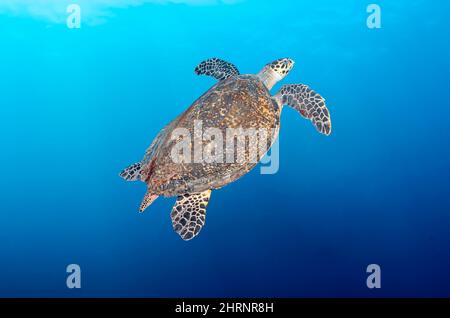 Hawksbill Turtle, Eretmochelys imbricata , Menjangan Island, Bali Barat Marine Park, Bali, Indonesien, Pazifik Stockfoto