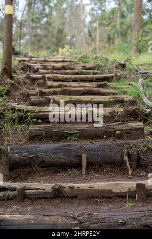 Vertikale Aufnahme einer Holztreppe im Wald Stockfoto