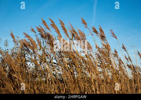 Siehe (Rietzer See Rietz) ist ein Naturschutzgebiet in der Nähe der Stadt Brandenburg im Nordosten Deutschlands mit zwei flachen Seen und Feuchtgebiete Stockfoto