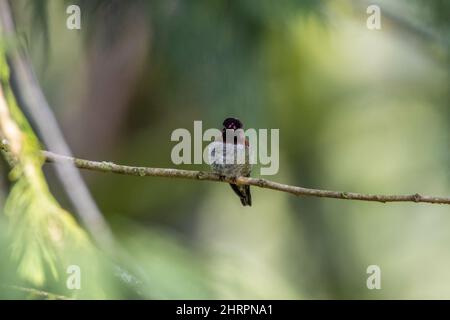 Annas Kolibri (Calypte anna) in seinem natürlichen Lebensraum Stockfoto